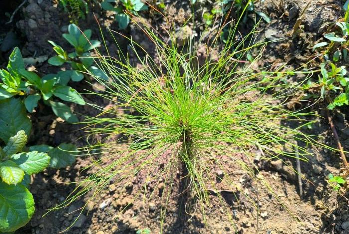 Noticias de Michoacán