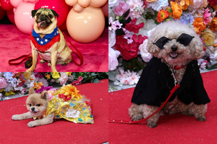 ¡Que elegancia! Así se vivió la Pet Gala en Nueva York