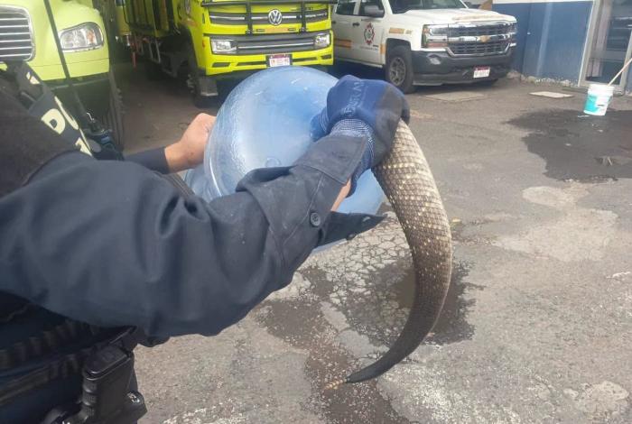 ¡Qué miedo! encuentran víbora de cascabel en vivienda de Morelia