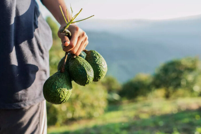 ¿Qué pasará con la exportación de aguacate michoacano para el Super Bowl?