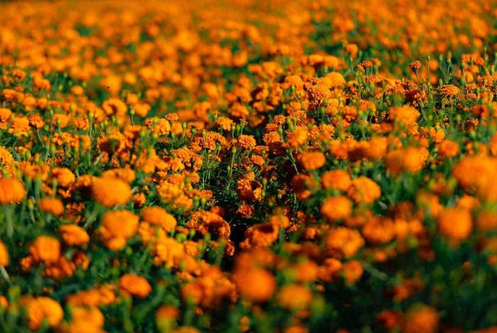 ¡Que tus flores no terminen en la basura! Haz composta con cempasúchil en 4 pasos