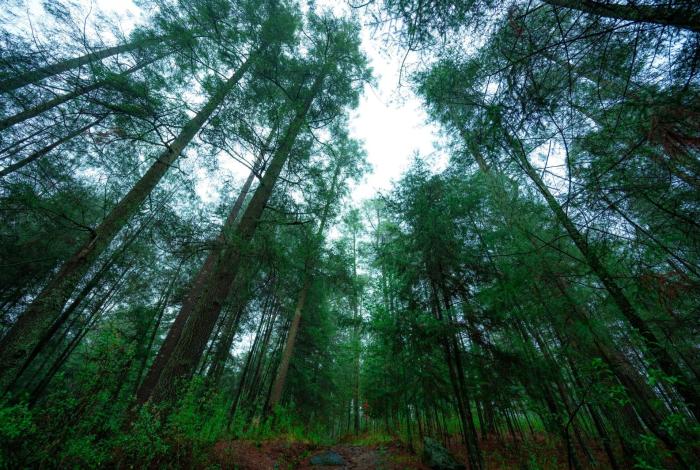 Rancho Viejo, área de conservación y refugio de fauna silvestre en Los Azufres