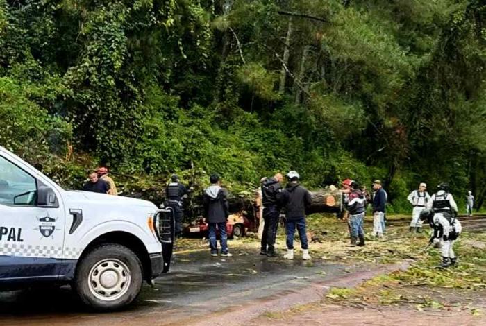 Árbol aplasta un auto en el municipio de Salvador Escalante; solo hubo daños materiales