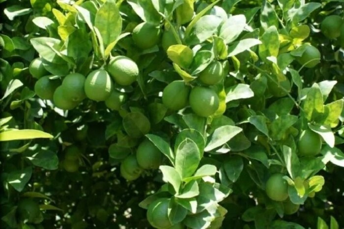 Árbol de limón: esta es la maceta correcta y el secreto al plantarlo para que te dé muchos limones