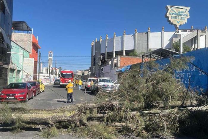 Árbol se viene abajo en la colonia Nueva Valladolid, cerca de la Monumental de Morelia