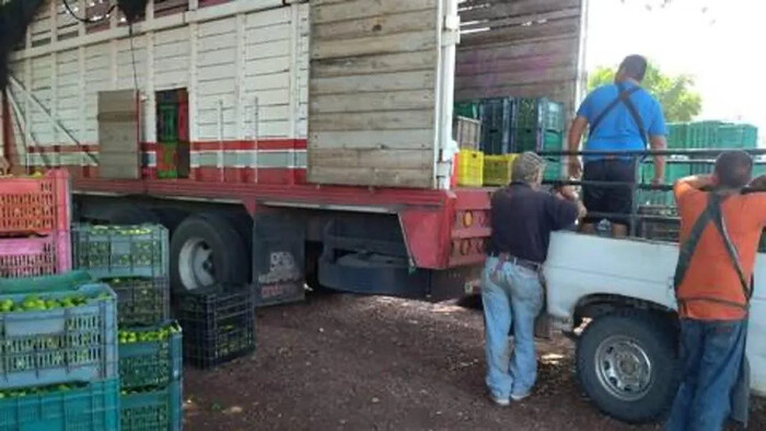 Reanudan Actividades de Corte de Limón en Michoacán Tras Paro