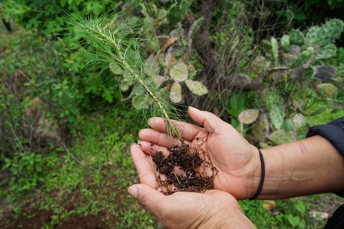 Recibe Cofom hasta 800 solicitudes de planta para reforestación