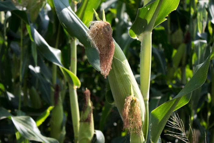 Reciben pago puntual productores de maíz en Michoacán