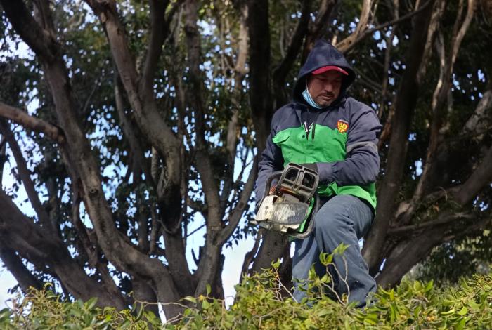 Refuerza Servicios Públicos la seguridad y el entorno urbano con poda de árboles en Calzada La Huerta