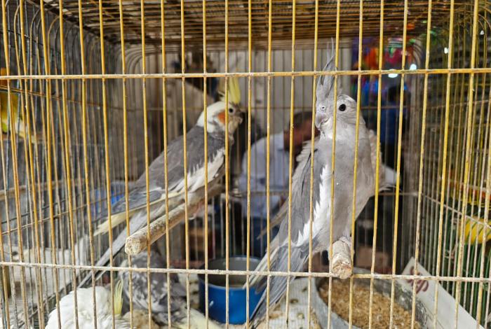Regresa el comercio de aves exóticas al Mercado Independencia