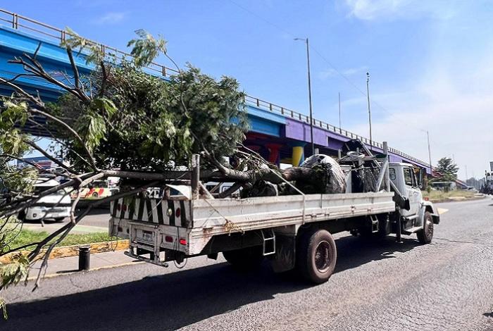Replantan 28 árboles en el crucero de salida a Quiroga, retirados de camellones angostos