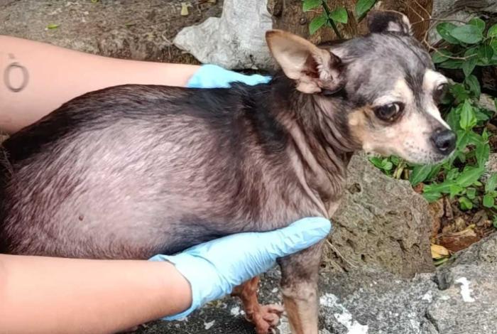 Rescata FGE a canino víctima de crueldad en Morelia y lo pone bajo resguardo seguro