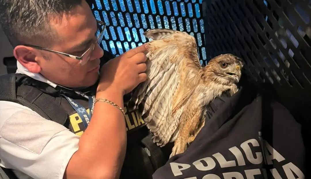 Rescata policía Morelia un Halcón Cola Roja