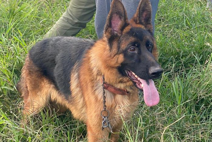 Rescatan 10 suaves lomitos en cateo ejecutado en la colonia Nueva Esperanza