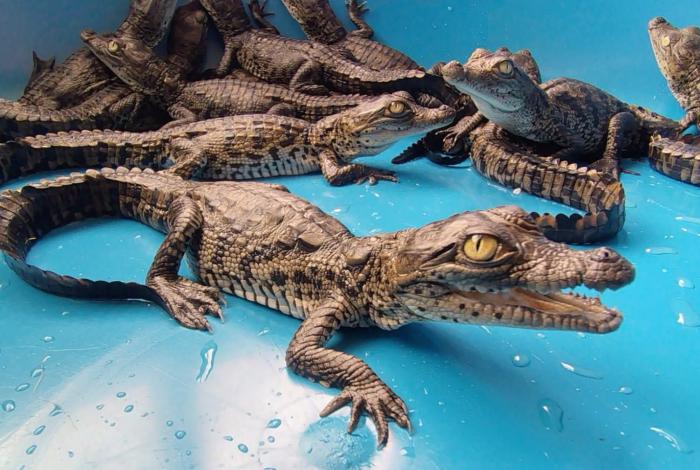 Rescatan 15 crías de cocodrilo en LC