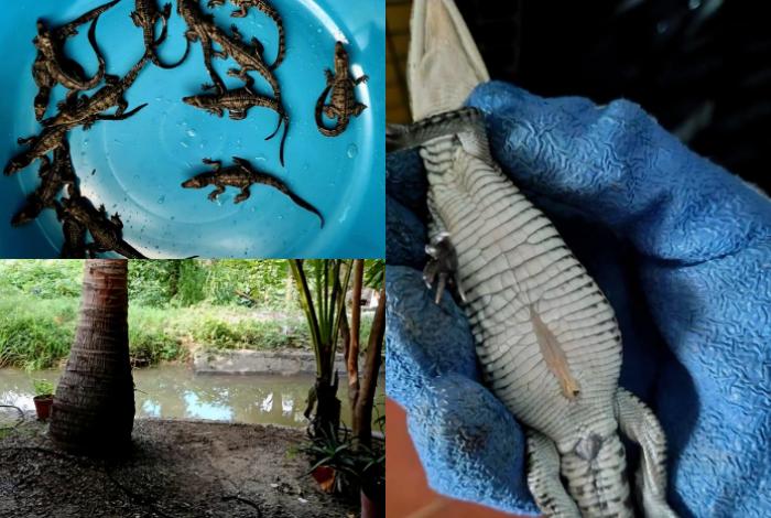 Rescatan 15 crías de cocodrilo en Lázaro Cárdenas anidados cerca de una vivienda