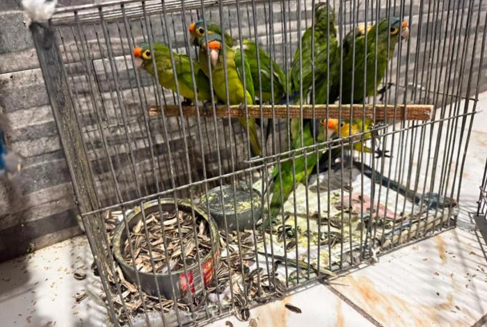 Rescatan 83 aves silvestres y exóticas en Pátzcuaro; se sospecha de tráf1co il3gal