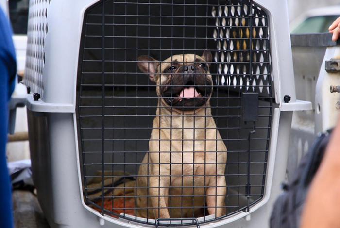 Rescatan a 21 animales en condiciones vulnerables de un domicilio de Morelia