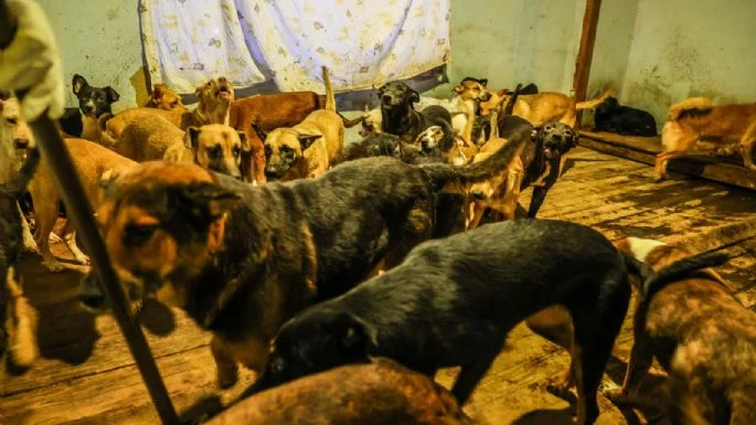 Rescatan a 300 perros en condiciones de maltrato en casa de Ensenada