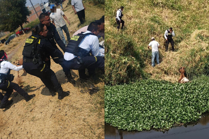 Rescatan a caballo atrapado en el río Grande