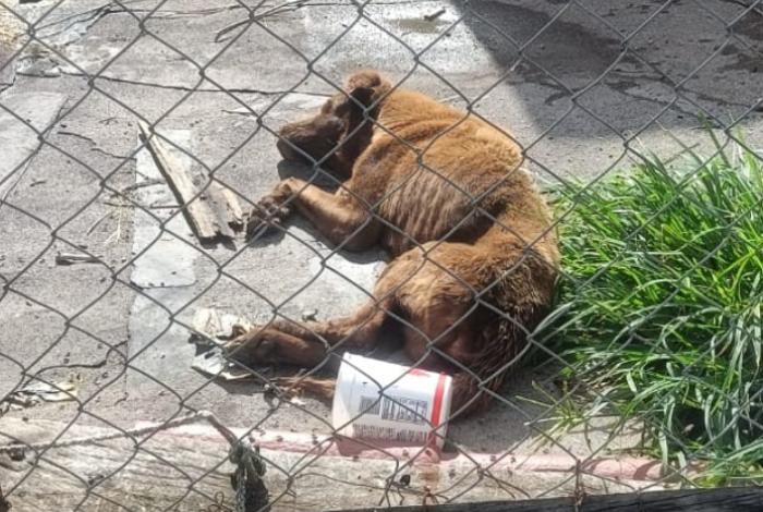 Rescatan a canino en condiciones de maltrato tras cateo en la colonia Misión del Valle, Morelia