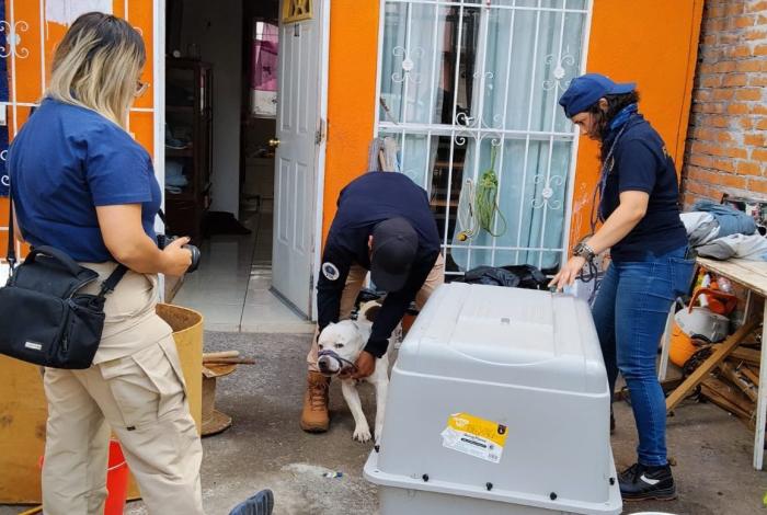 Rescatan a cinco canes víctimas de maltrato animal