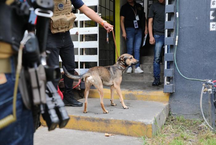 Rescatan a cuatro perros maltr4tados en Villas del Pedregal, Morelia