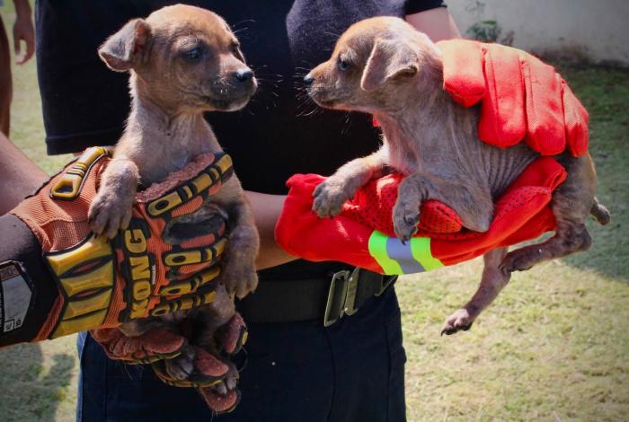 Rescatan a dos cachorritos ab4ndonados en plena calle, en Tangancícuaro