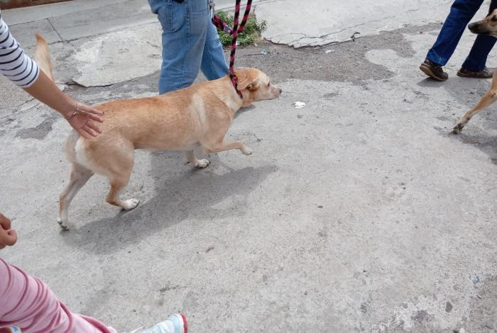 Rescatan a dos canes de maltrato animal
