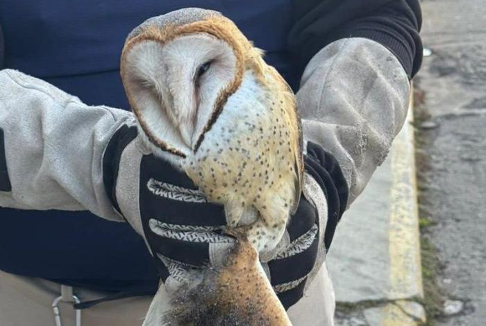 Rescatan a lechuza bruja que se estrelló en una ventana