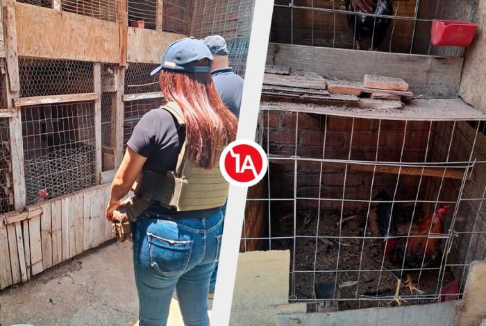 Rescatan a tres mujeres viol3ntadas y 19 animales maltr4tados, en Morelia