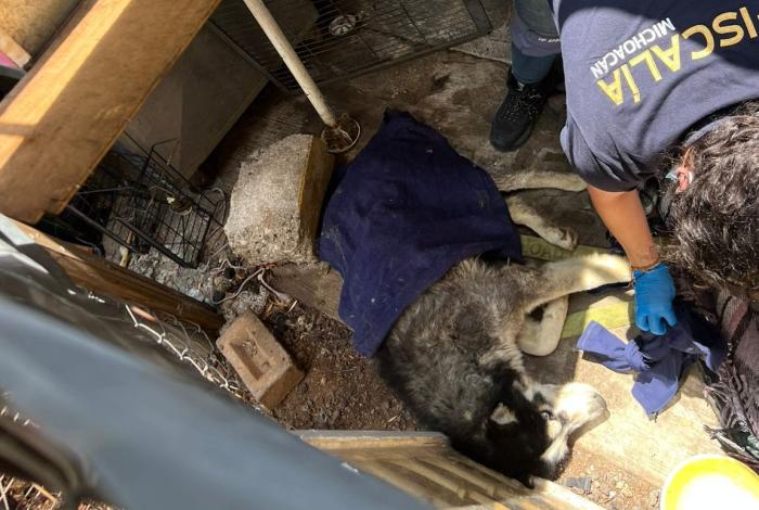 Rescatan a Zeus, un husky gravemente lesionado y en condiciones de abandono