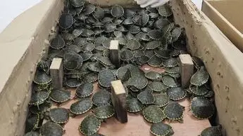 Rescatan mas de 3 mil tortugas que eran traficadas en Chiapas