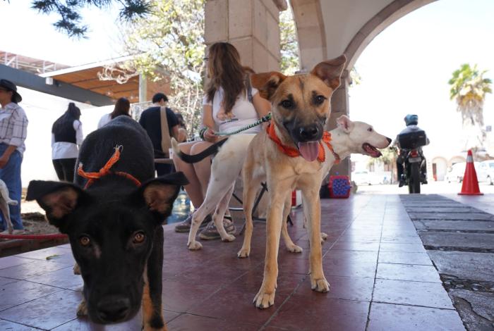 Rescatistas celebrarán Día Mundial del Perro con feria de adopción en Morelia