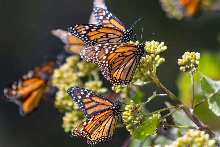 Reserva Mariposa Monarca cumple 18 años como Patrimonio Mundial