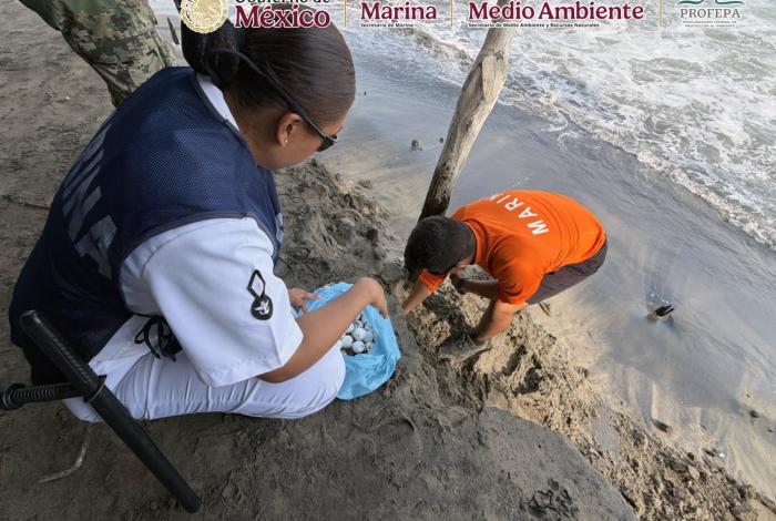 Resguardan 39 huevos de tortuga marina en LC