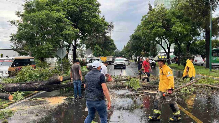 Retira en tiempo récord ayuntamiento árboles caídos por lluvias