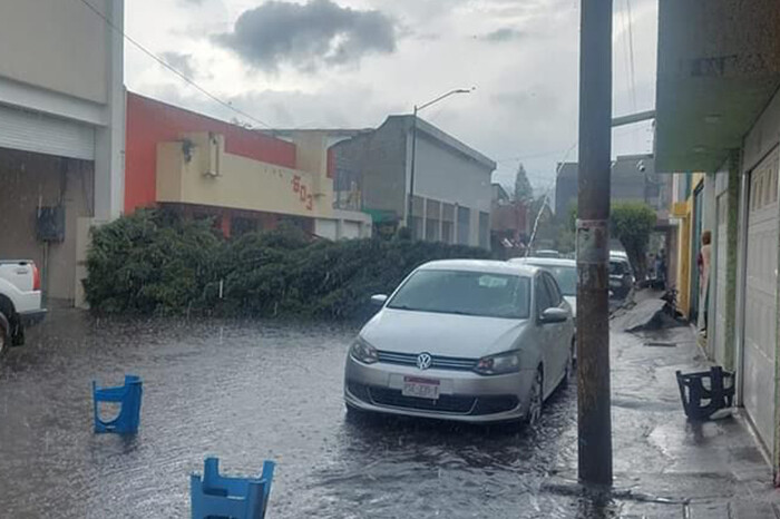 Retiran árbol caído en la calle Manuel Tolsa, en la colonia Cuauhtémoc de Morelia