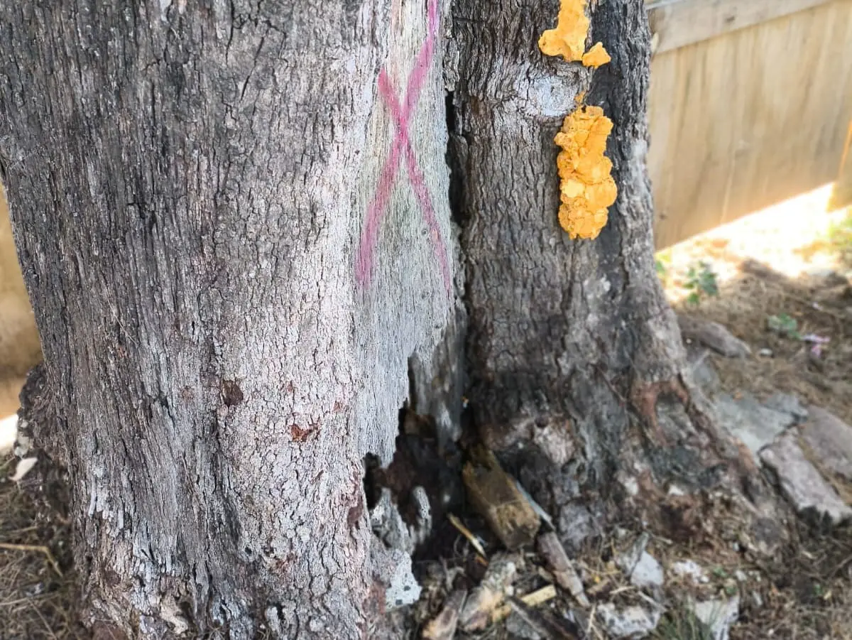 Retiran árboles secos para evitar riesgos en la Plazuela del Santuario de Pátzcuaro
