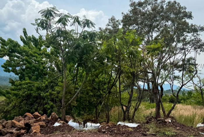 Retribución ambiental por Morebús equivaldrá a 45 canchas de fútbol: Secma