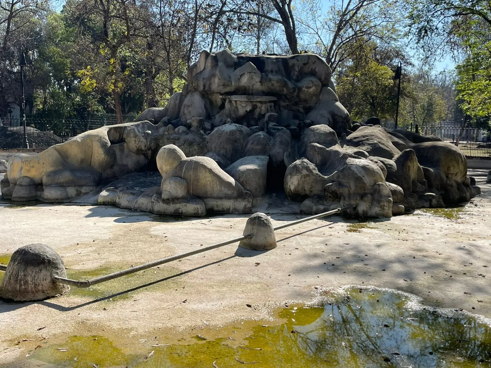 Reubican a 22 patos que habitan en el Bosque Cuauhtémoc