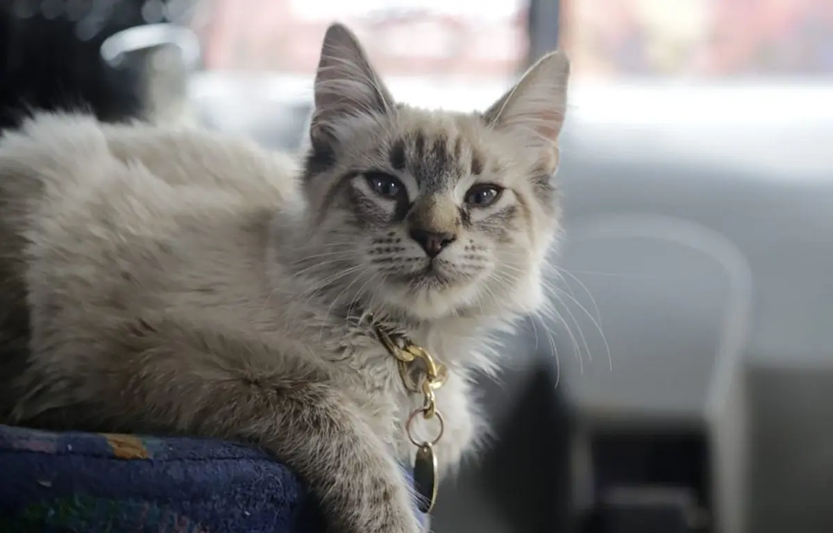 Roban a Zafiro, el famoso gato microbusero que cobraba el pasaje en Puebla