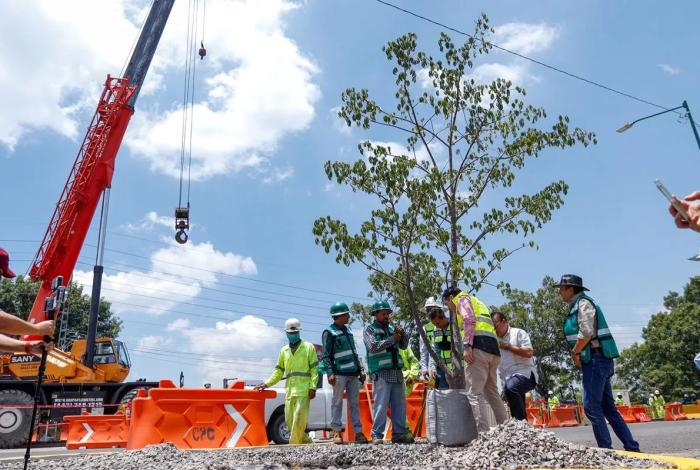 SCOP reubica más de 100 árboles por obra del distribuidor vial de salida a Pátzcuaro