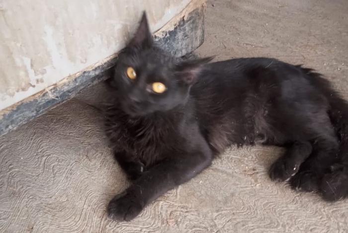 🐕‍🦺🐱Se acerca la feria de adopción interestelar🐱🐕‍🦺