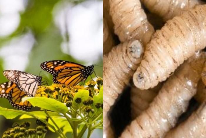 Se atendieron 2.5 hectáreas afectadas por plagas forestales en Sierra Chincua; Destaca gusano barrenador