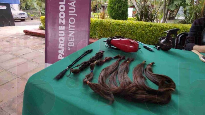 Se realiza campaña de donación de cabello en ZooMorelia