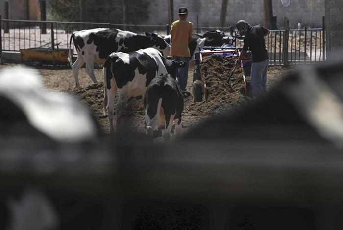 Se reducen 57 % los casos activos de gusano barrenador en el último mes en México