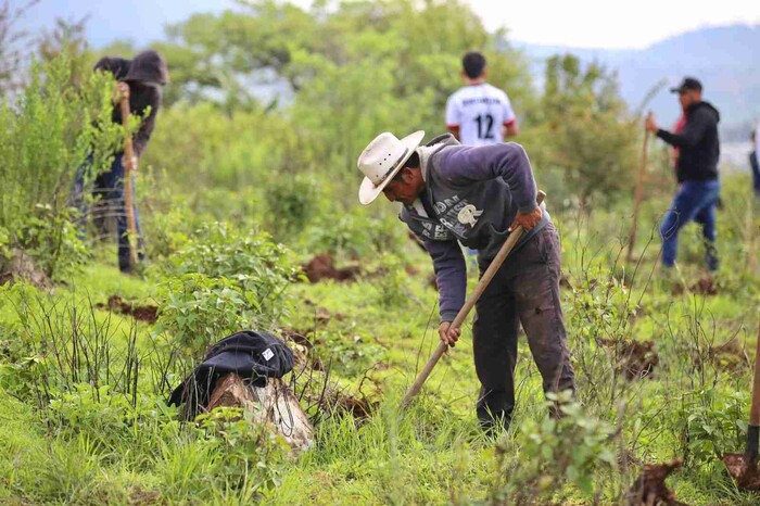 Se reforestó con especies maderables, no maderables y frutales