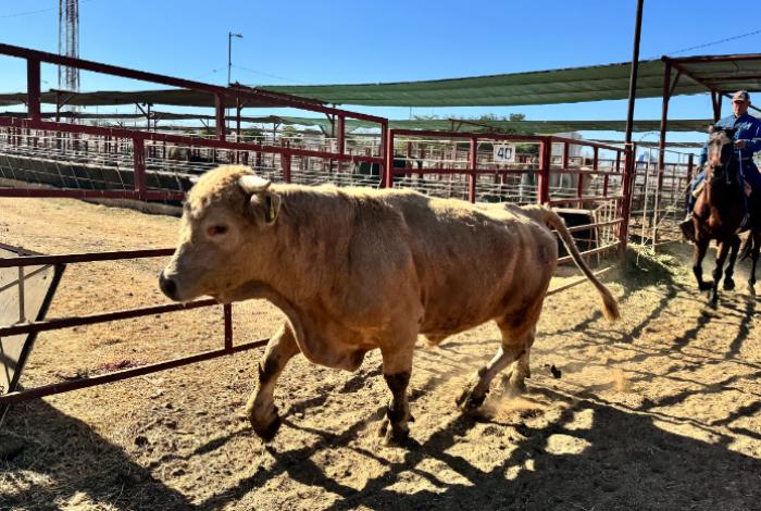 Se refuerza y amplía el dispositivo para luchar contra la plaga del gusano barrenador