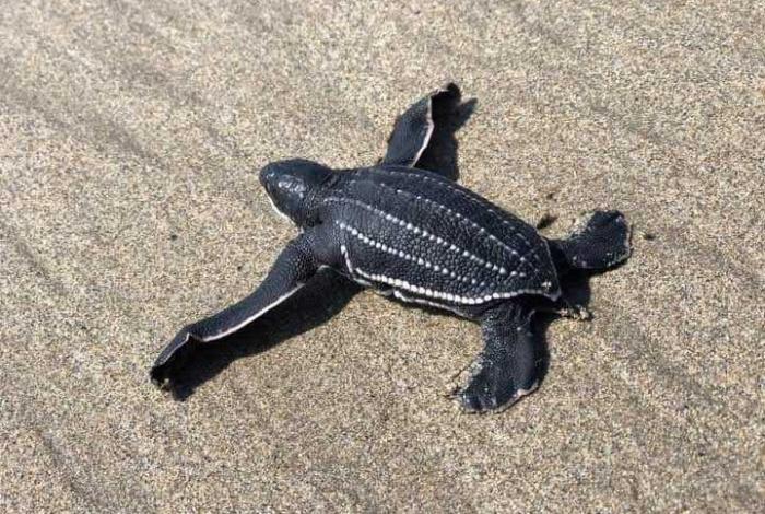 Sé testigo del primer latido del mar; vive la liberación de tortugas en las costas michoacanas